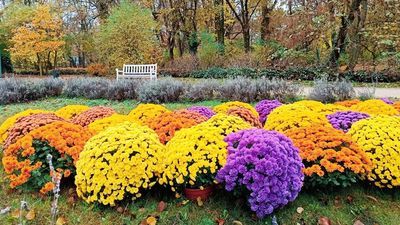 Chryzantemy trafiły do Ogrodu Saskiego