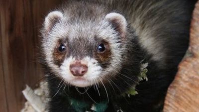 Zakażone koronawirusem norki z Pomorza przebadają w Puławach