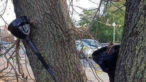 Lublin: Ktoś celowo niszczy drzewa. Próbuje je zatruć