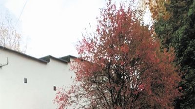 Puławy: Drzewka rosnące koło szkoły zniknęły bez zgody konserwatora