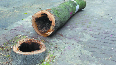 Opole Lubelskie: Wycinka drzew i nowe nasadzenia 