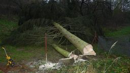 Wąwolnica: Ścinane drzewo przygniotło mężczyznę