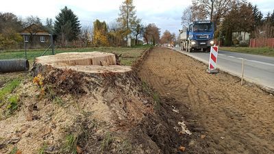 W Sadurkach będzie chodnik kosztem drzew