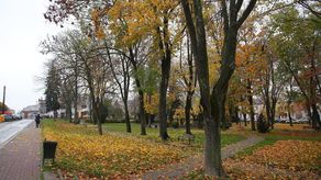 Rynek w Bełżycach. Urząd Miejski ograniczy do minimum wycinkę drzew