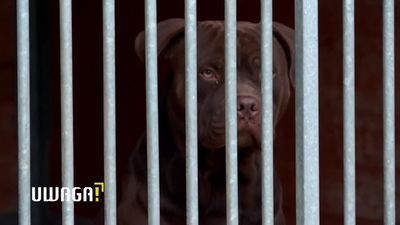 Ograniczać posiadanie psów z listy niebezpiecznych? "Zostały stworzone przez człowieka, żeby zabijać"