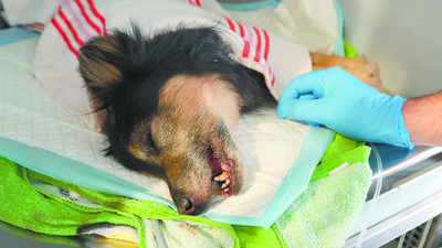 Był w krytycznym stanie. Historia odnalezionego psa z ul. Grygowej bez happy endu