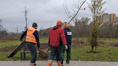 W parku Zawilcowa trwa wymiana 160 drzew