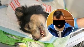 Mówił, że pies mu uciekł, a to właściel zwierzęcia zakopał go żywcem