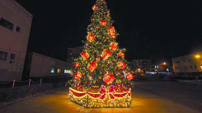 Puławy mają nową choinkę