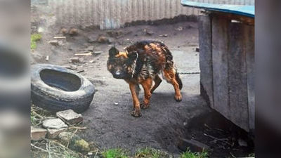 Lubelskie: Pies z deformacją przednich łap i krzywicą. Tak go zagłodził właściciel