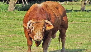 Policja nadal urządza obławę na groźne byki. To już tydzień