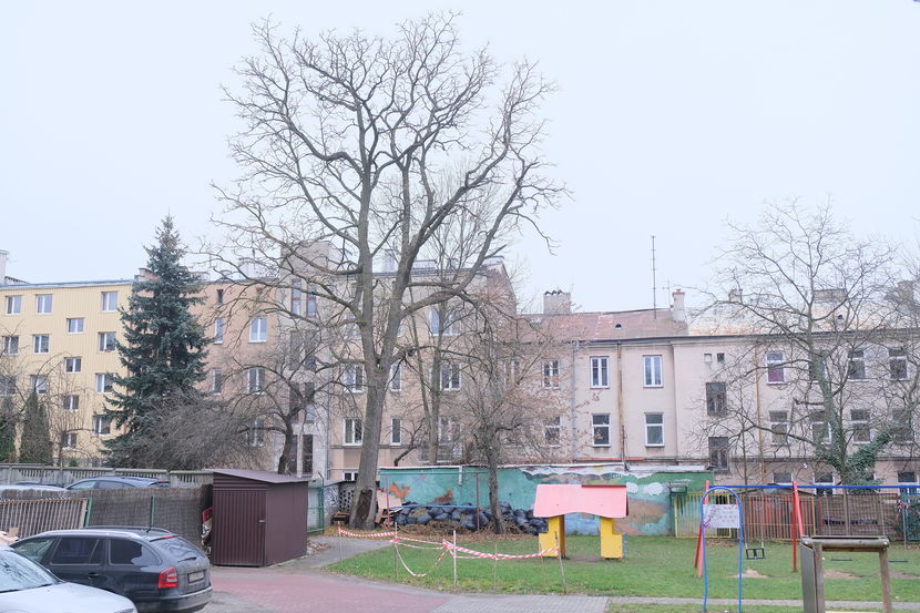 Kłęk amerykański rosnący przy ul. Kruczej na terenie miejskiego przedszkola to jeden z najciekawszych i najrzadszych okazów nie tylko w Lublinie, ale także w Polsce