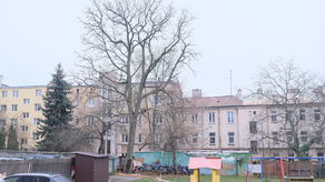 Kłęk amerykański rosnący przy ul. Kruczej na terenie miejskiego przedszkola to jeden z najciekawszych i najrzadszych okazów nie tylko w Lublinie, ale także w Polsce