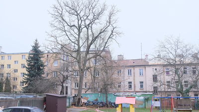 Kłęk amerykański rosnący przy ul. Kruczej na terenie miejskiego przedszkola to jeden z najciekawszych i najrzadszych okazów nie tylko w Lublinie, ale także w Polsce