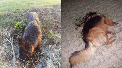 Zastrzelony owczarek pani Anny