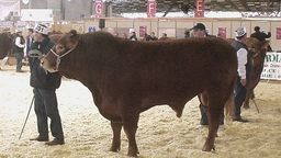 To nie żart. Policja ostrzega przed bykami. Zagrożeni zwłaszcza mieszkańcy okolic Białej Podlaskiej