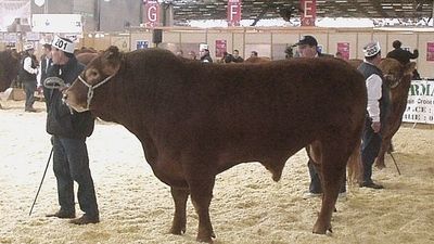 To nie żart. Policja ostrzega przed bykami. Zagrożeni zwłaszcza mieszkańcy okolic Białej Podlaskiej