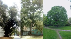 Kłęk, dąb, grusza. W nocy w Lublinie przybyło pięć pomników