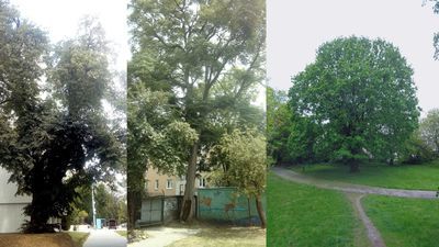 Kłęk, dąb, grusza. W nocy w Lublinie przybyło pięć pomników