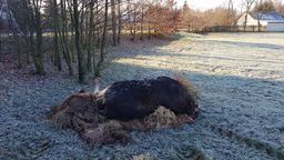 Lubelskie: Kłusownicy bestialsko zabili łosia i teraz sami są tropieni