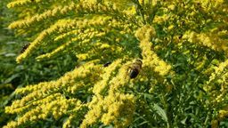Produkcja i kupowanie miodu z nawłoci przynosi i nam, i środowisku wiele nieodwracalnych w skutkach strat