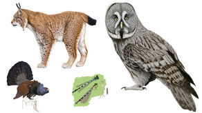 Gdzie na Lubelszczyźnie jeszcze żyją zagrożone gatunki zwierząt