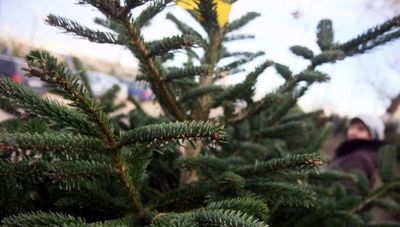 Jak zdobyć choinkę za darmo? W Lublinie to jest możliwe