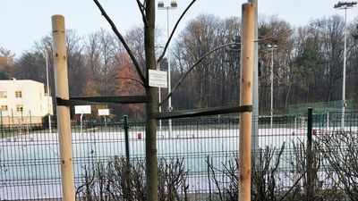 Lipa amerykańska posadzona przy ul. Niemcewicza z umieszczoną tabliczką informacyjną 