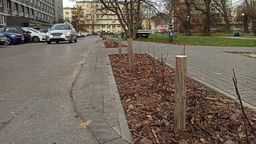 Kierowcy rozjeżdżali żywopłot. Miasto Lublin: "Teraz niech spróbują parkować"