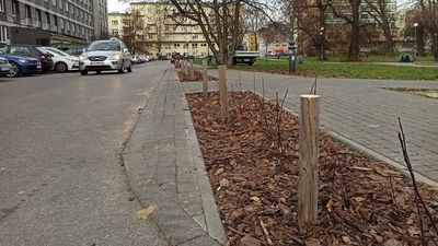 Kierowcy rozjeżdżali żywopłot. Miasto Lublin: "Teraz niech spróbują parkować"