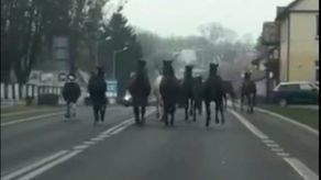 Lubelskie: Poszły konie w miasto. Kierowcy w szoku: "Ty, ale wiedzą gdzie biec" [wideo]
