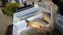 Kolejne sklepy w Lublinie nie sprzedają w tym roku żywych karpi