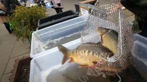 Kolejne sklepy w Lublinie nie sprzedają w tym roku żywych karpi