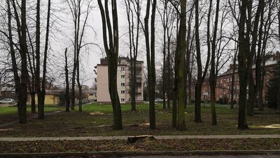 Jedni mieszkańcy Zamościa o to prosili, drudzy są przeciw. Tną drzewa w Koszarach