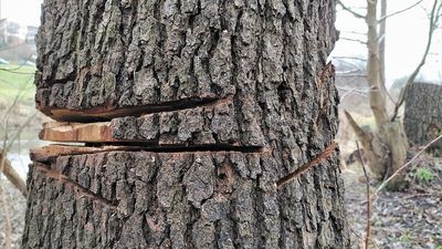 Na części drzew, na których wycinkę nie było zezwolenia, widać bardzo głębokie nacięcia. Po niektórych zostały już tylko pniaki