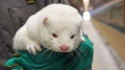 Gdyby badania w Puławach wypadły źle, to tysiące norek czekała śmierć