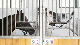 Miliony złotych na koncie stadniny w Janowie Podlaskim. Wiadomo, na co mają pójść pieniądze 