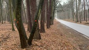 Czerwoną kropką leśnicy oznaczyli drzewa do wycinki