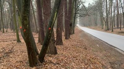 Czerwoną kropką leśnicy oznaczyli drzewa do wycinki