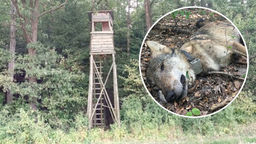 Wiadomo już kto zastrzelił wilka Kosego z Roztoczańskiego Parku Narodowego