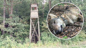 Wiadomo już kto zastrzelił wilka Kosego z Roztoczańskiego Parku Narodowego