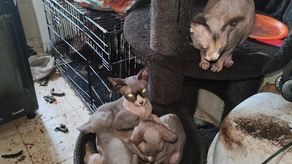 "Żrący fetor i kilogramy fekaliów". Interwencja w miejscu hodowli rasowych kotów