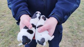 Przedstawiciele fundacji EX LEGE zabrali z gospodarstwa cztery psy, które jak zaznaczają „nie miały zapewnionych elementarnych warunków bytowych”