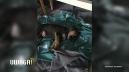 Mimo zakazu w sieci kwitnie handel psami. "Dwa szczeniaki za 300 zł plus flaszeczka"