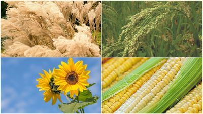 Rosną i oczyszczają. Dr Wójcik z UMCS tłumaczy, co potrafią rośliny