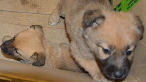 Zwierzyniec: policja szuka zwyrodnialca, który porzucił w lesie szczeniaki. Jeden nie przeżył