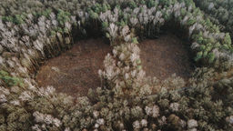 Wycinka prowadzona przez Lasy Państwowe miała miejsce na południe od rezerwatu Stasin, wydzielonej części Starego Gaju, chronionej ze względu na obecność brzozy czarnej. W niektórych miejscach las został jedynie przerzedzony, ale są też obszary, z których usunięto wszystkie drzewa. W listopadzie i w grudniu nadleśnictwo prowadziło „zabiegi zwane trzebieżą późną, stanowiące ostatni etap cięć pielęgnacyjnych”