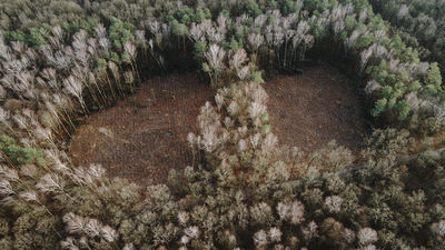 Wycinka prowadzona przez Lasy Państwowe miała miejsce na południe od rezerwatu Stasin, wydzielonej części Starego Gaju, chronionej ze względu na obecność brzozy czarnej. W niektórych miejscach las został jedynie przerzedzony, ale są też obszary, z których usunięto wszystkie drzewa. W listopadzie i w grudniu nadleśnictwo prowadziło „zabiegi zwane trzebieżą późną, stanowiące ostatni etap cięć pielęgnacyjnych”
