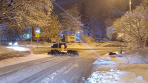 Lublin. Niespodziewani goście na przejściu dla pieszych