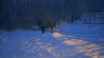 Według założeń żubrze stado ma liczyć na tym terenie docelowo ok. 40 osobników.